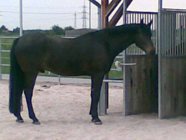 Rocki im Alter von 8 Jahren - ohne Delle