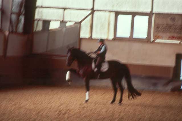 Hier, ca. 1 Jahr später, W. angehoben + Pferd insgesamt geschlossener + mehr auf HH