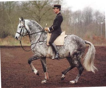 pk_piaffe_166.jpg