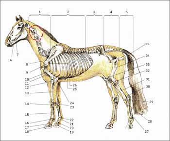 anatomie-skelett.jpg