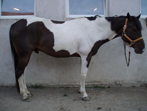 2011, 8-jährig