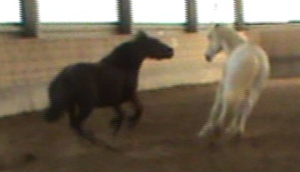 black and white.jpg