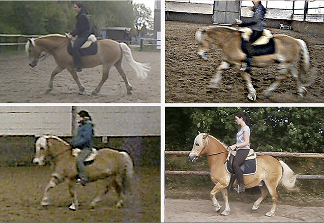 Simms-Montage-Haflinger.jpg