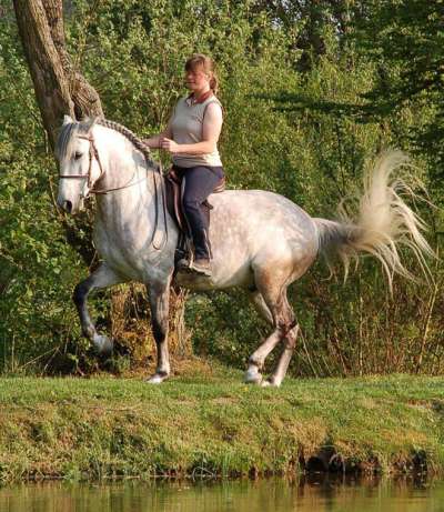 Piaffe 2007 web.jpg