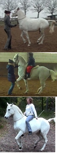 Piaffe-Entwicklung Maroun 2010-14.jpg