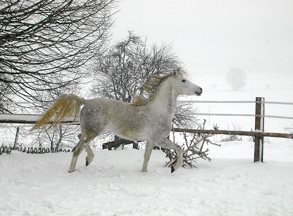 Shahil ,  ursprüngl. Oberlinie.jpg