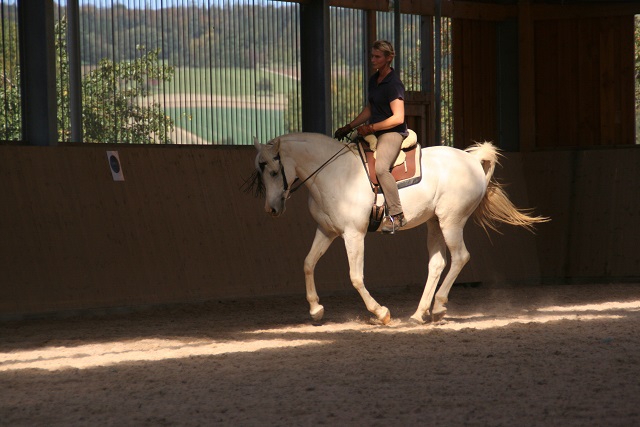 Shahil Galopp-Oberbogen.jpg
