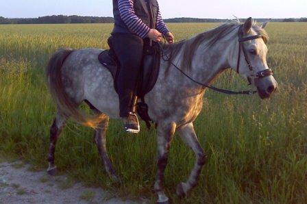 Trekker Dressage am Freitag... mit den viel zu langen Bügeln