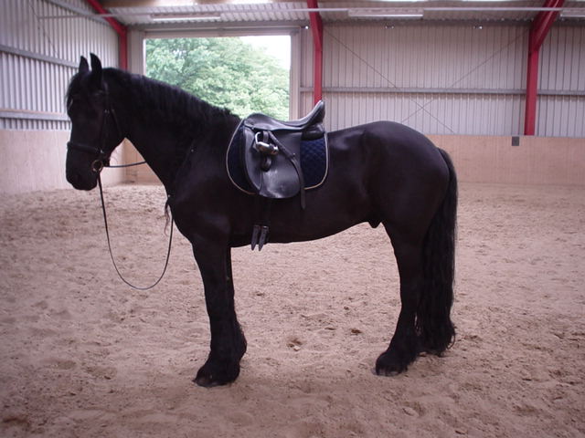 Vor dem Reiten in der Halle