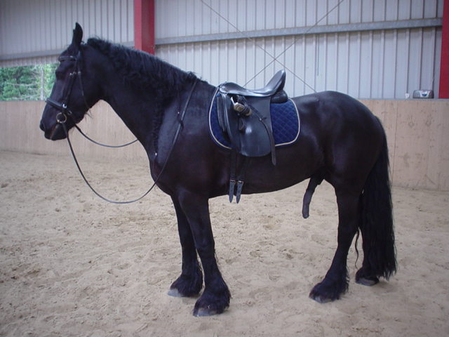 Nach dem Reiten - Nein das Pferd muß nicht pinkeln