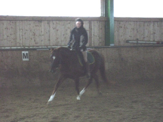 Winter 2005/2006, Arbeit in der Halle vom Reitverein. Leider sehr verschwommen, aber so läuft er wenn er Power mitbringt.