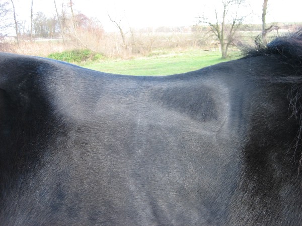 nach dem Reiten rechts.JPG