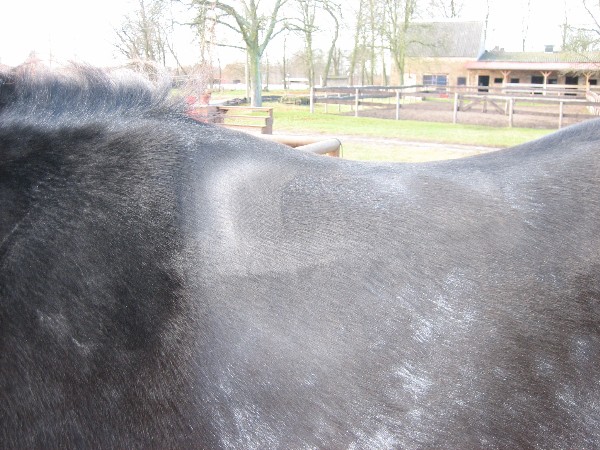 nach dem Reiten links.JPG
