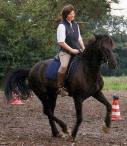 Einsprung in Pirouette, Welsh Cob Gawain, 10 Jahre