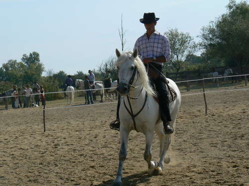 picasso olivier07.jpg