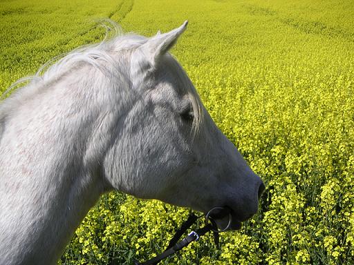 Hier noch ein Foto aus der ertsn Phase. Heute reite ich mit Kopfstück und lockerer geschnalltem Kinnriemen.