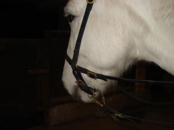 Kolumbianisches Bosal.jpg