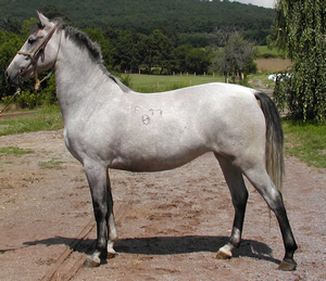 Ob ein solches Pferd wirklich ein Reitpferd werden kann, konnte zum Kaufzeitpunkt (roh, 1,51m, 4 Jahre) niemand vorhersagen