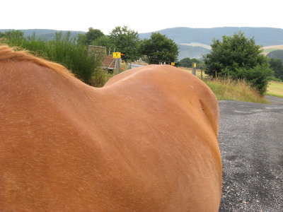 Sommer 08