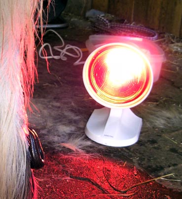 1Egel im Rotlicht, k.jpg