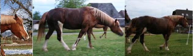 Mein Pferd. Kopf fast waagerecht, trotzdem finde ich in schöner Haltung (Grasbauch nicht beachten)...
