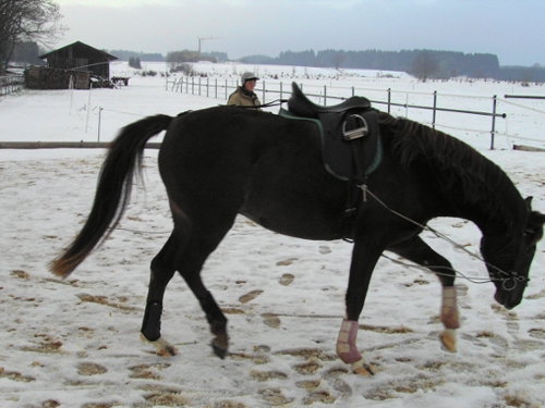 Erstes Anlongieren mit Sattel im Dezember 2005 (da war Tosca knapp 3 1/2 Jahre alt)