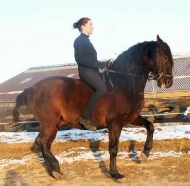 Einmal mit Reiter und Trense