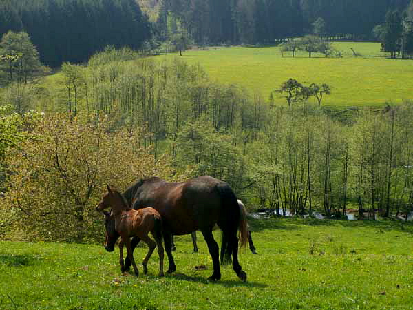 Das ist EINE Weide - die geht bis hinten an den Nadelwald!